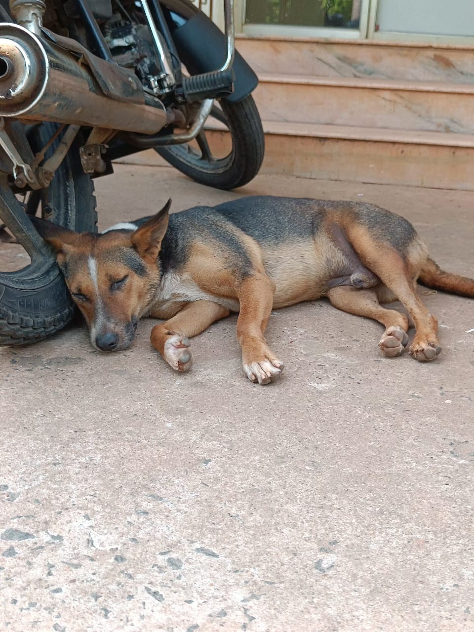 Kannadasan Hostel Dogs