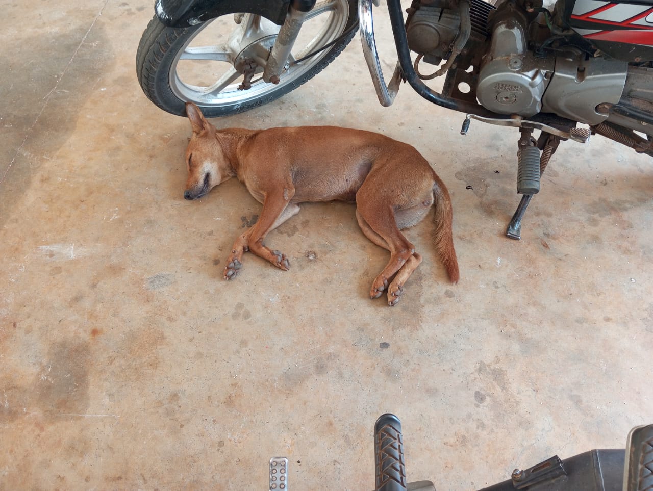 Other Dog 1
