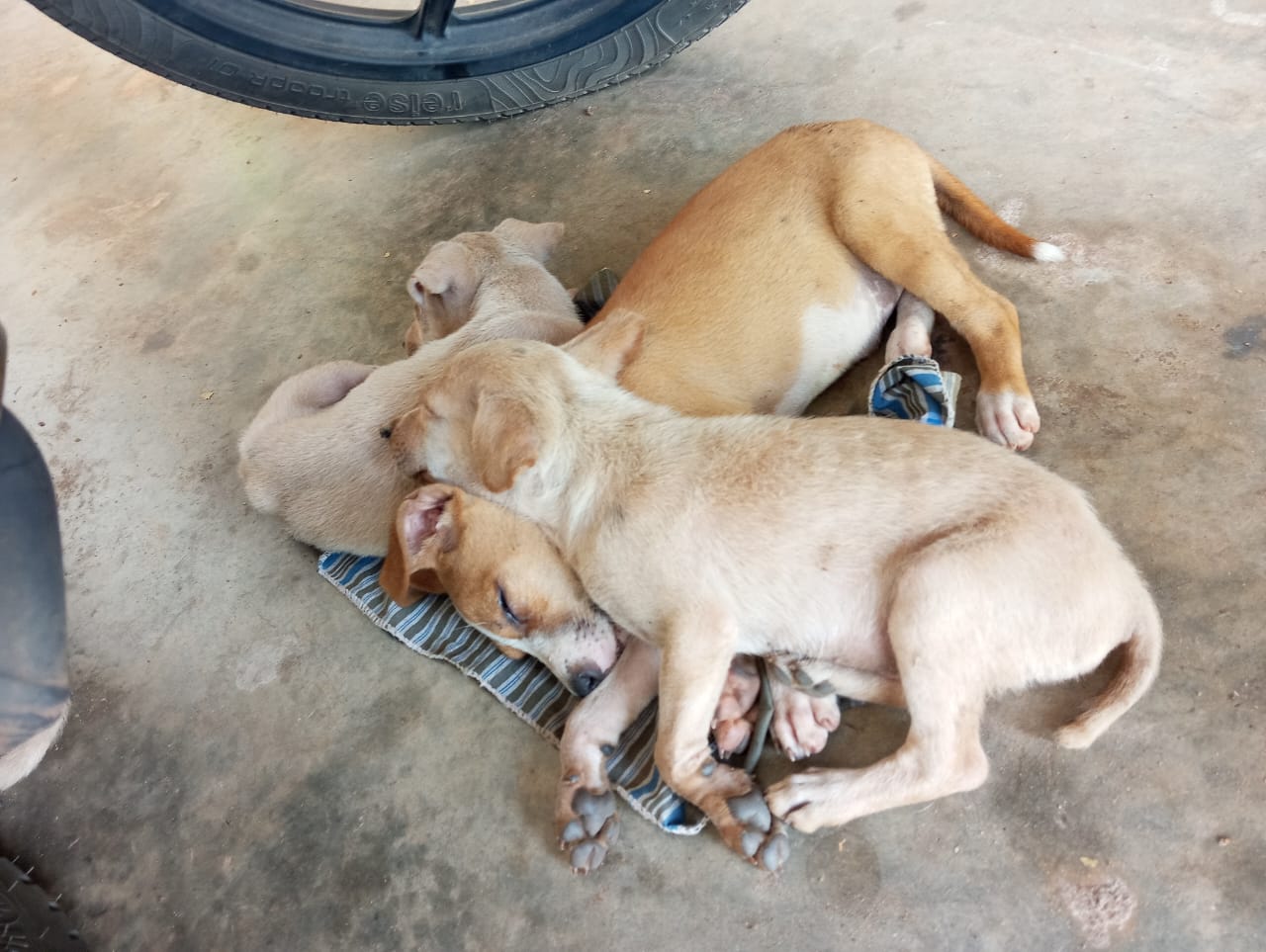 Aurobindo Hostel Dogs