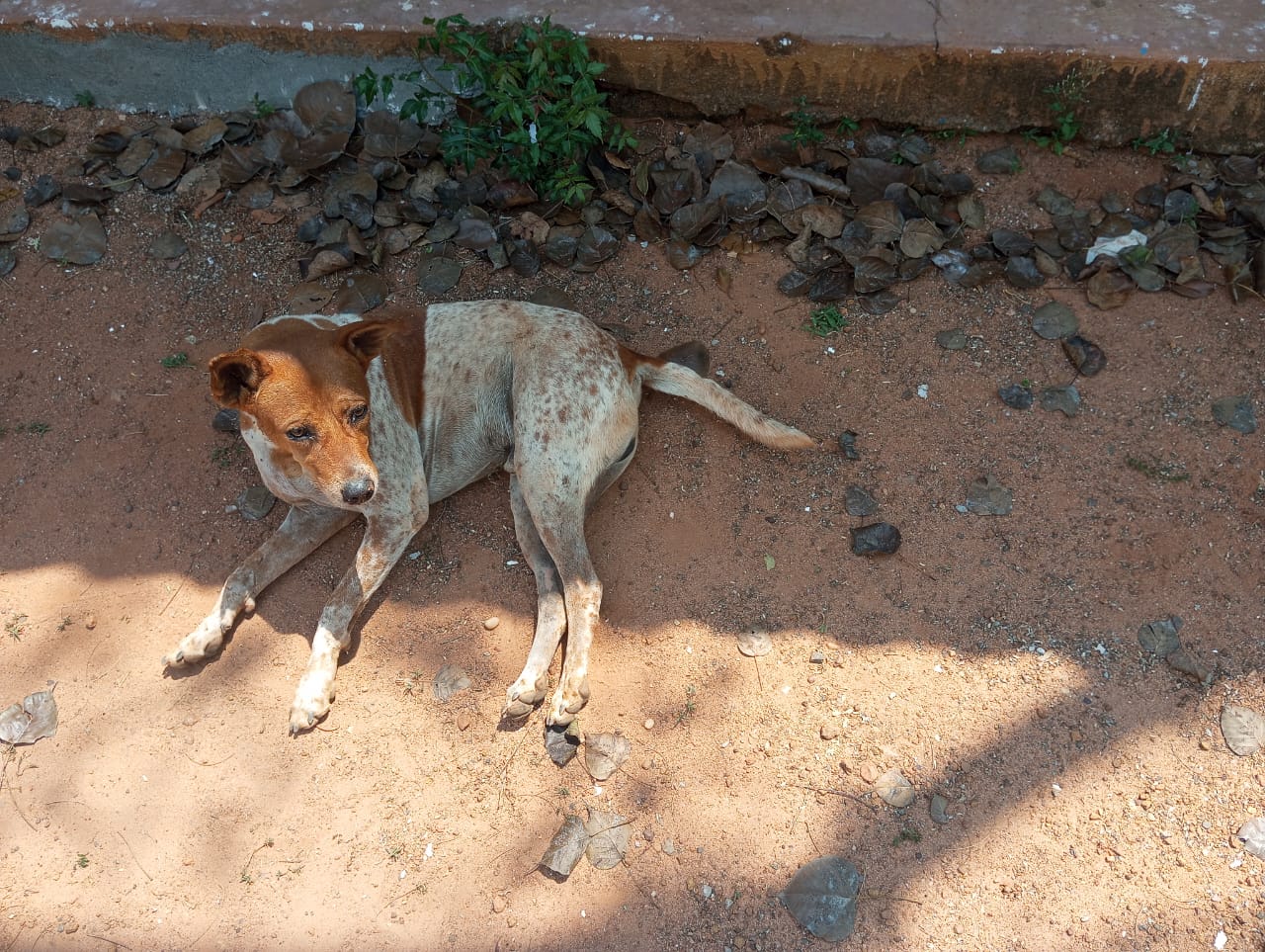Illango Hostel Dogs