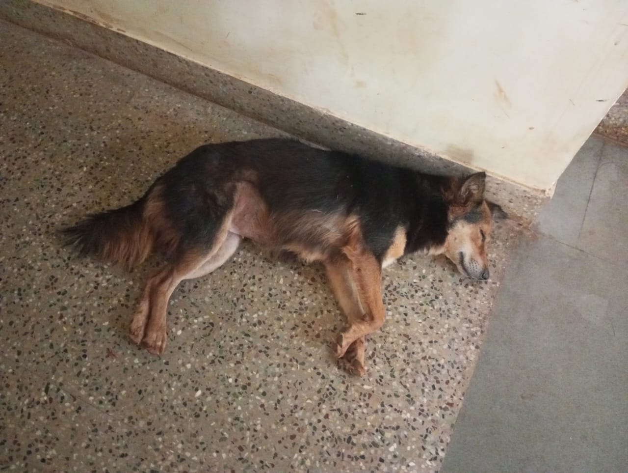 Kalidas Hostel Dogs