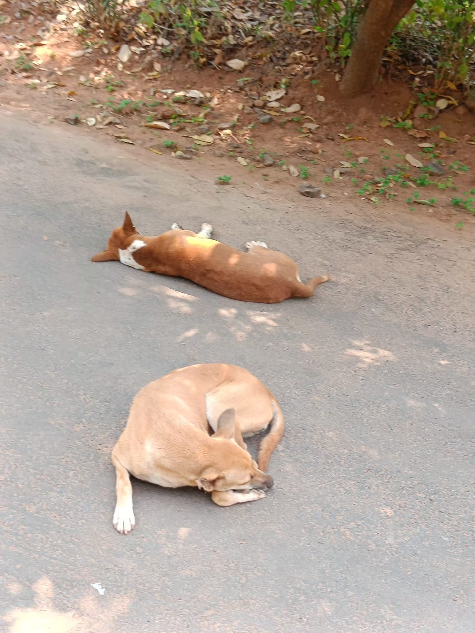 Kamban Hostel Dogs