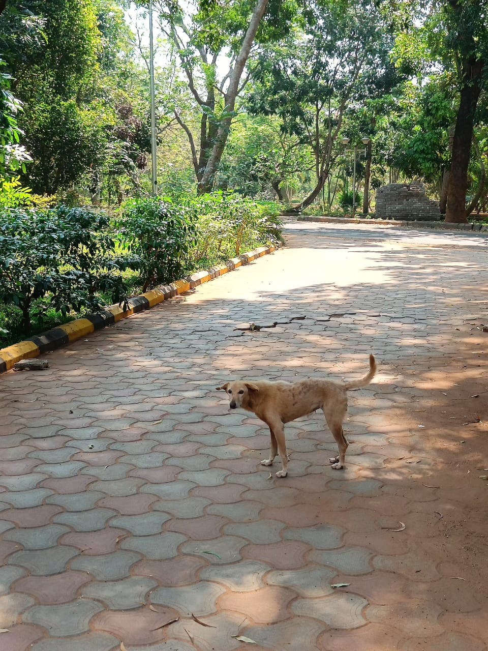 Maka Hostel Dogs