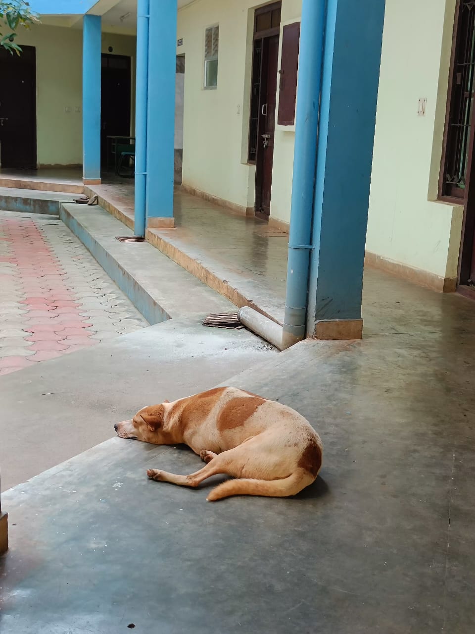 Subramanian Bharati Hostel Dogs