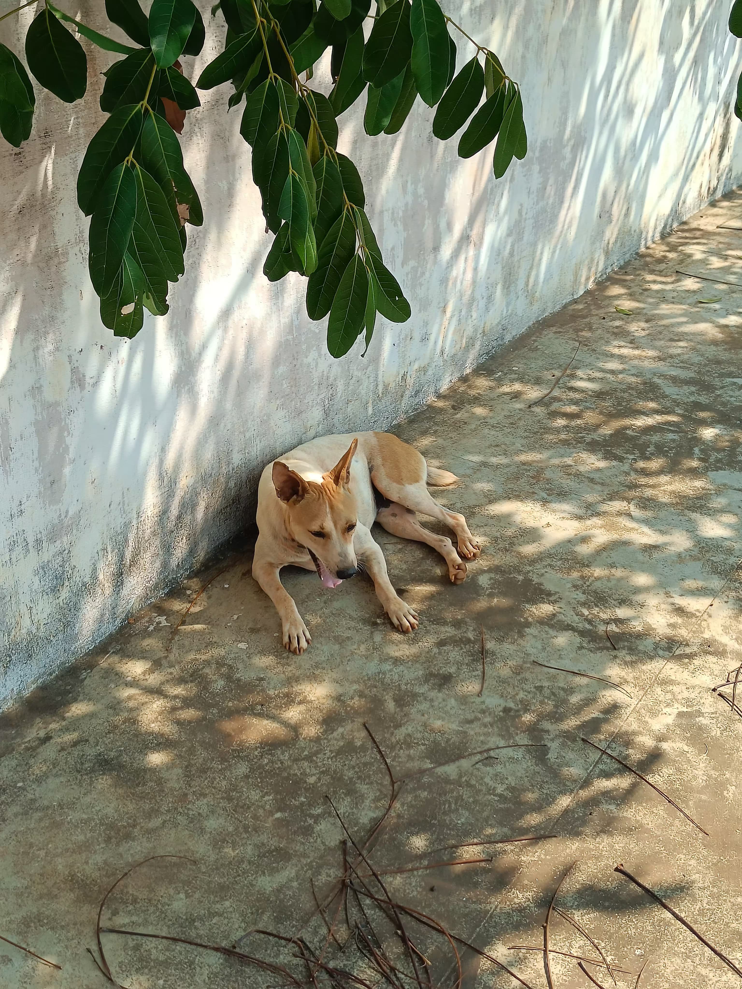 Thiruvallur Stadium Dogs