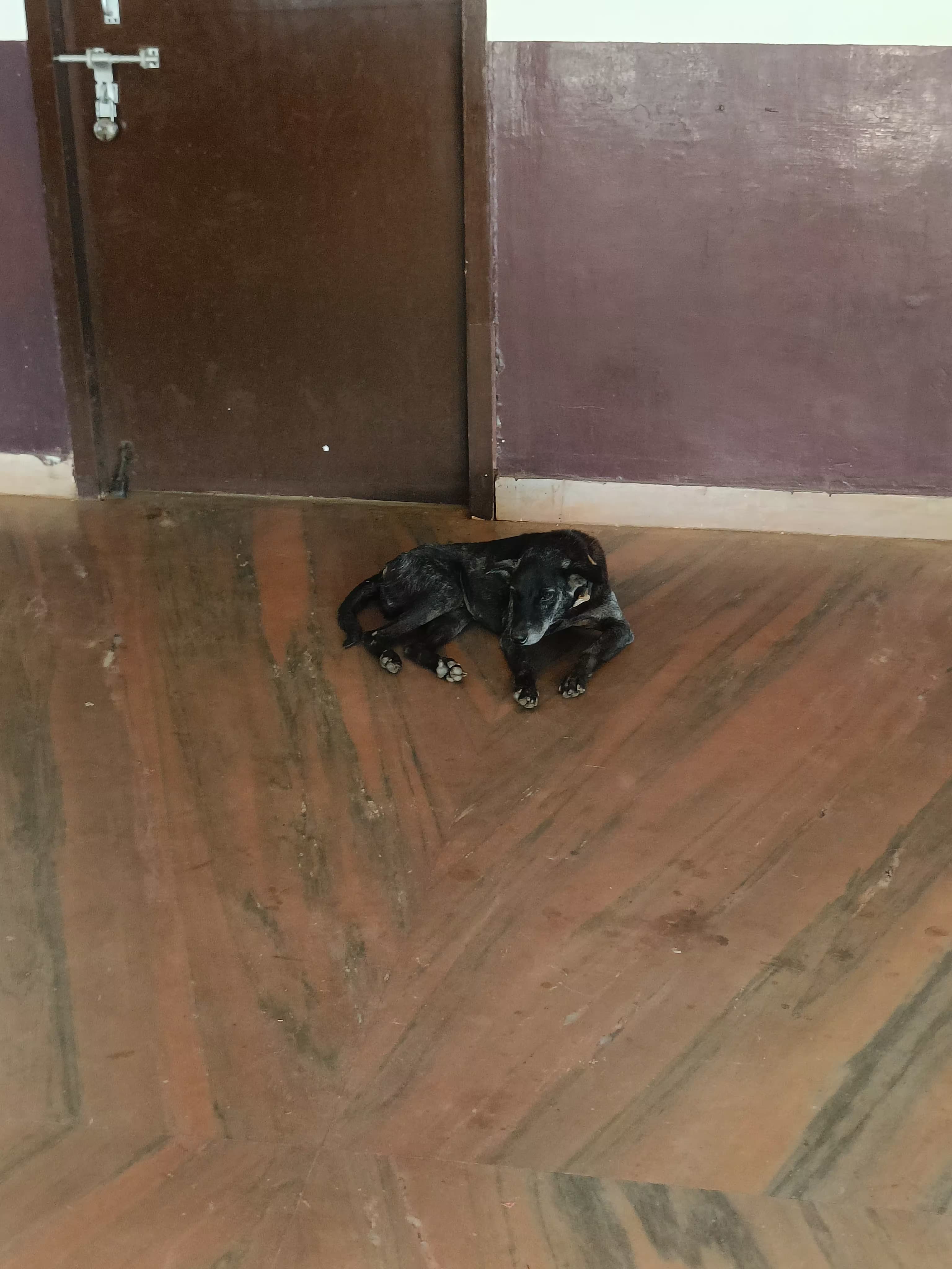 Valmiki Hostel Dogs