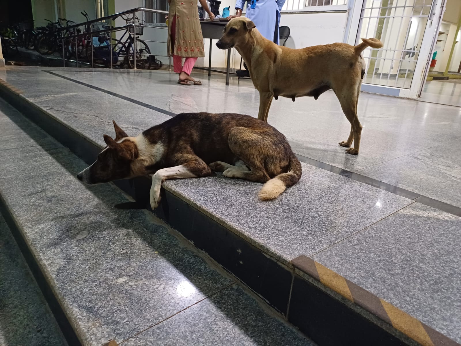 Kannagi Hostel Dogs