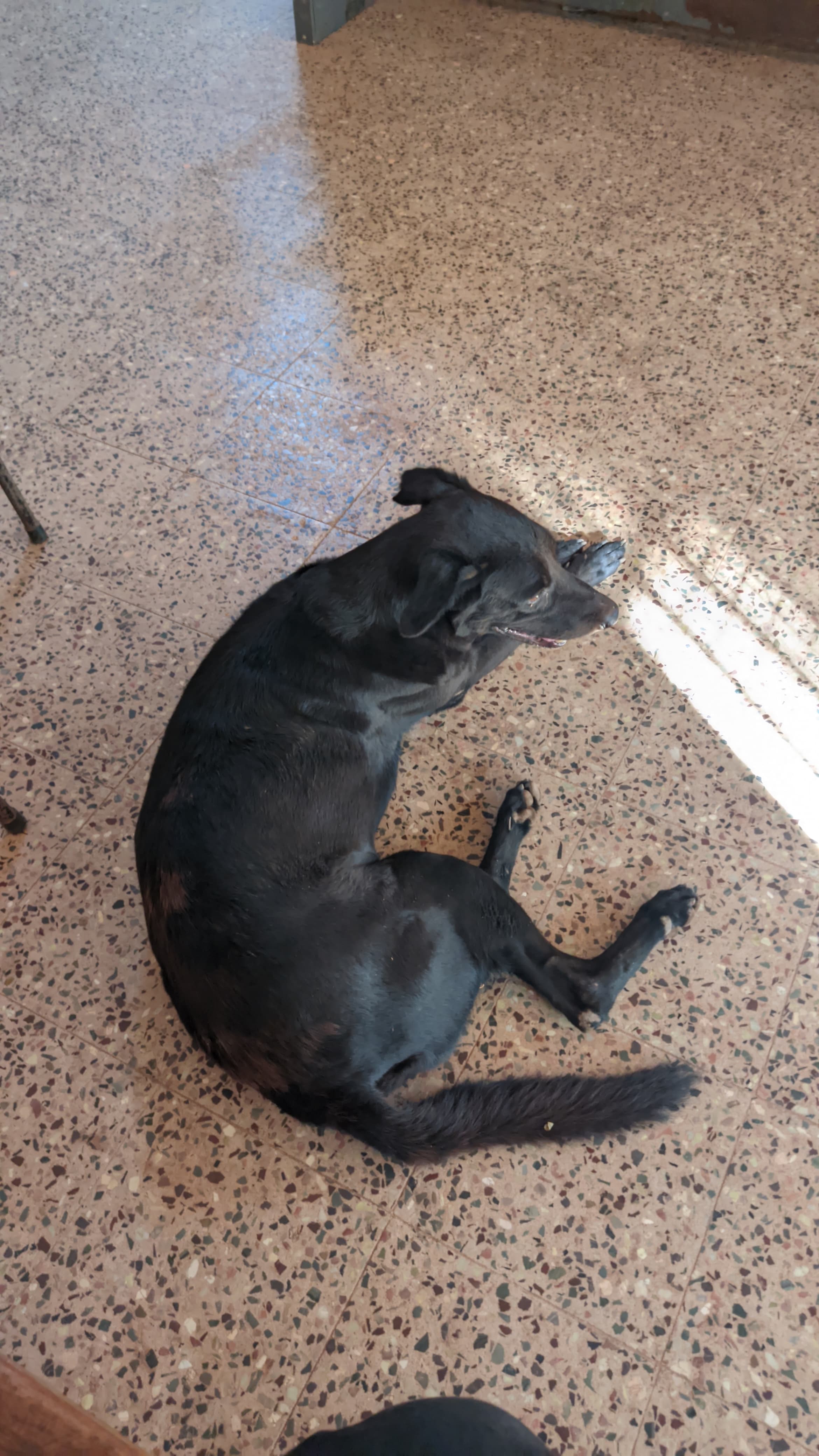 Saraswati Hostel Dogs