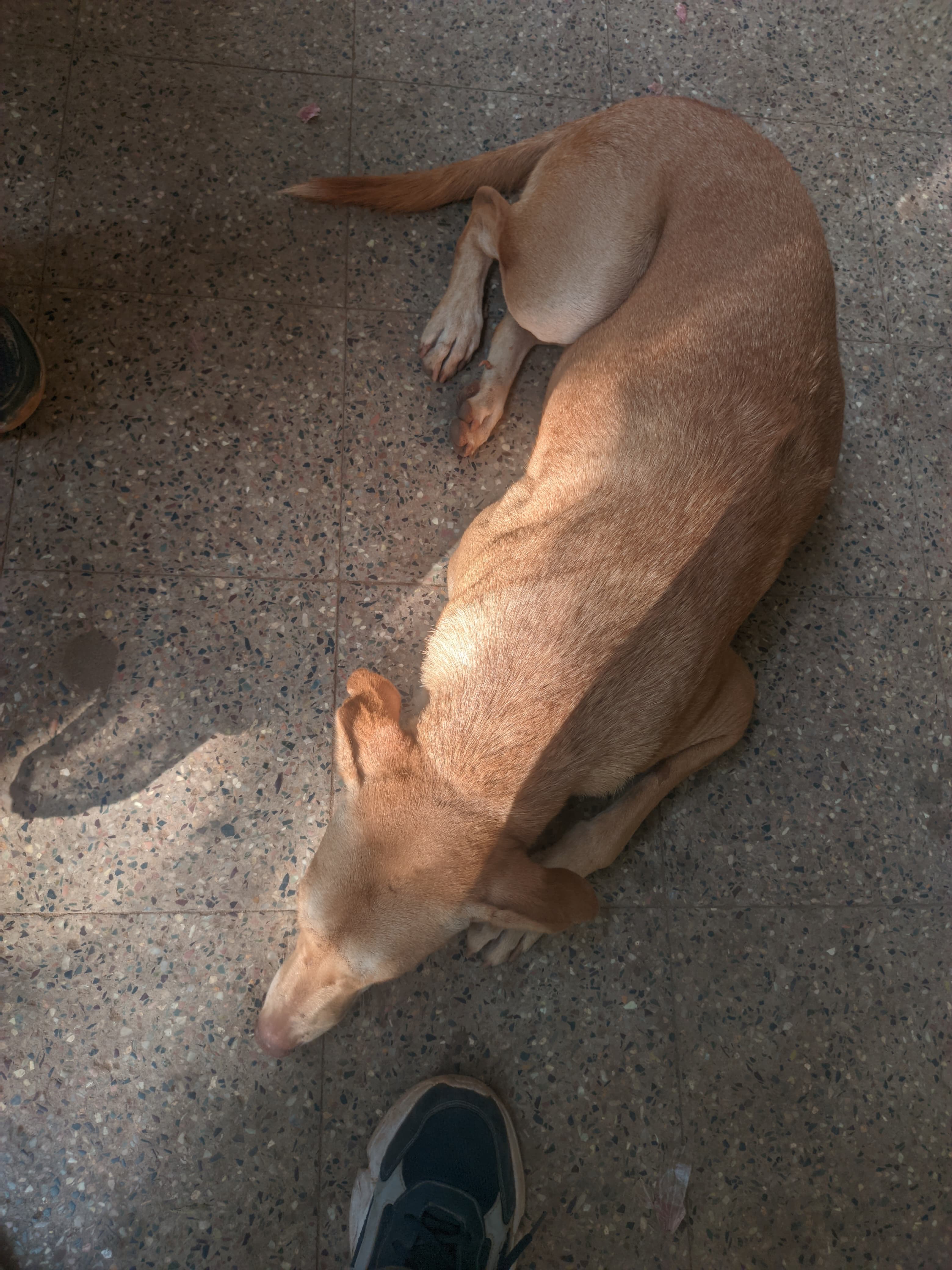 Campus Dog 2