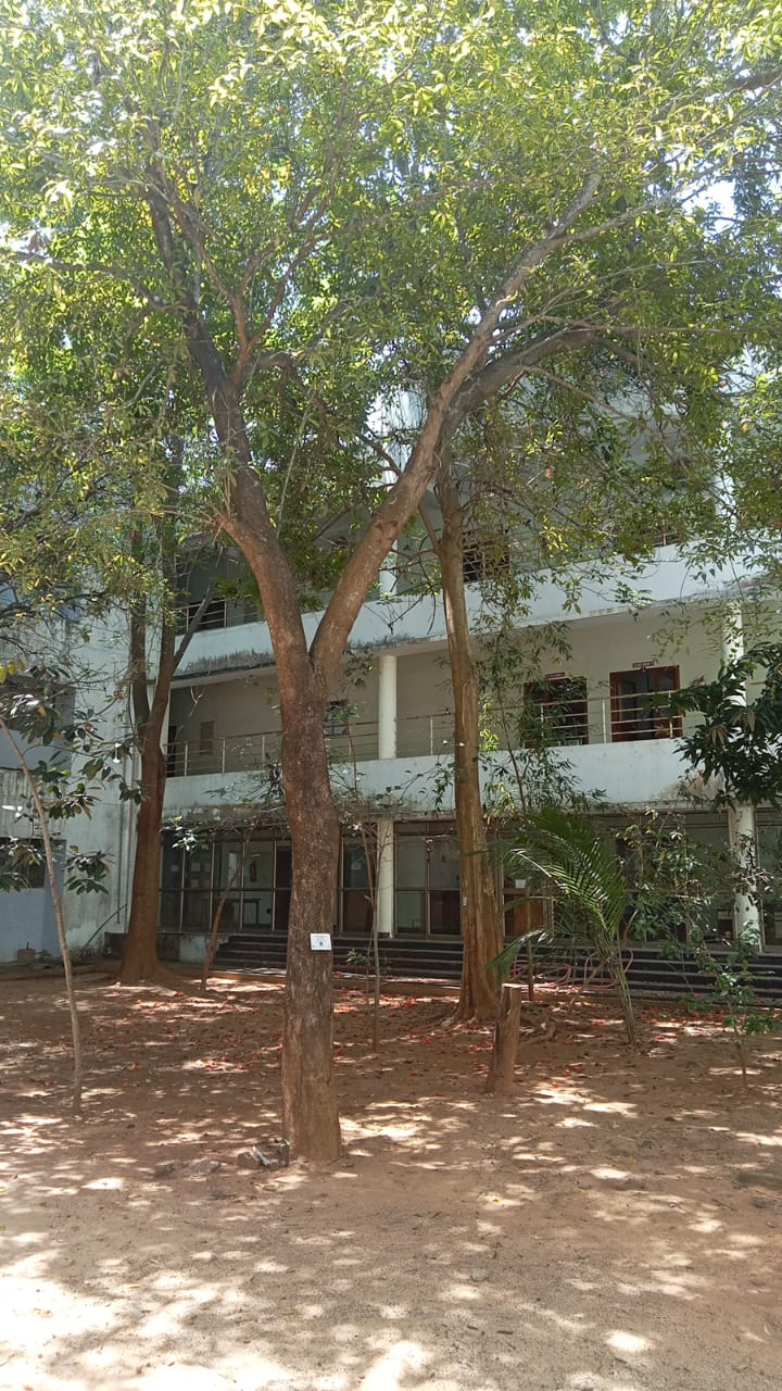 Indian Butter Tree
