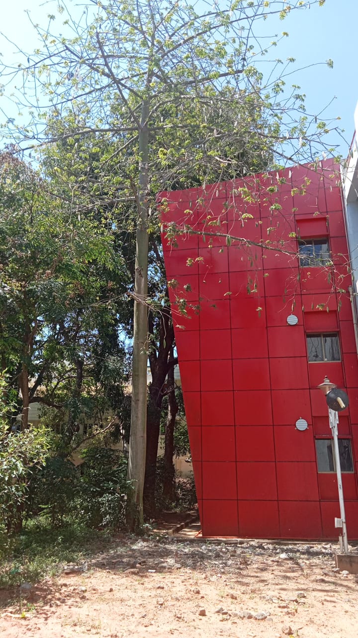 Kapok Tree