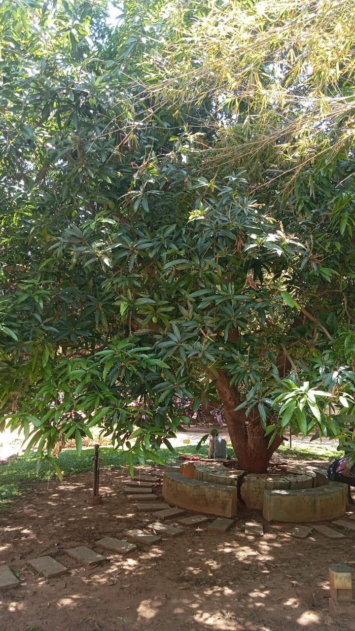 Mango Tree