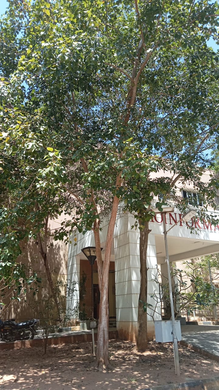 Pilkhan Tree