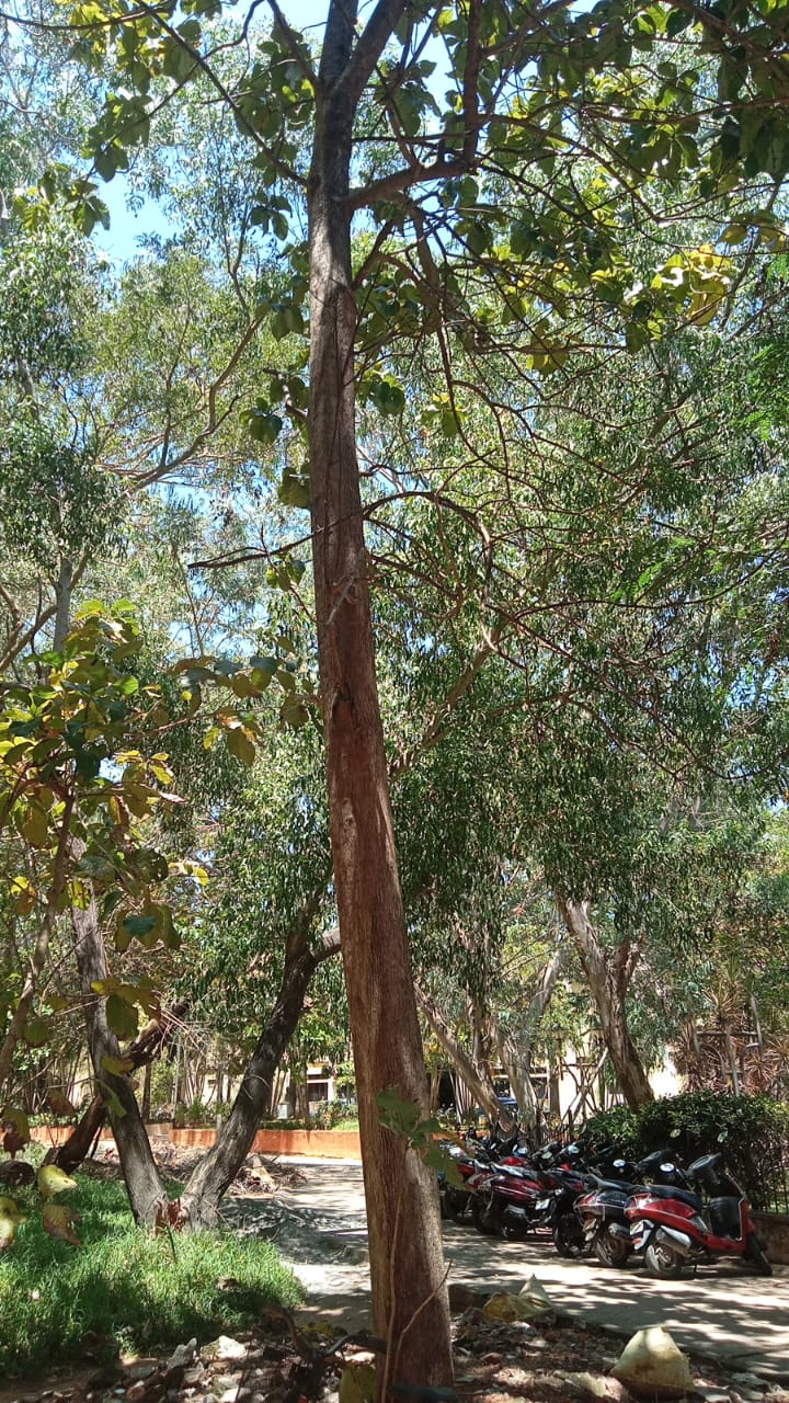 Teak