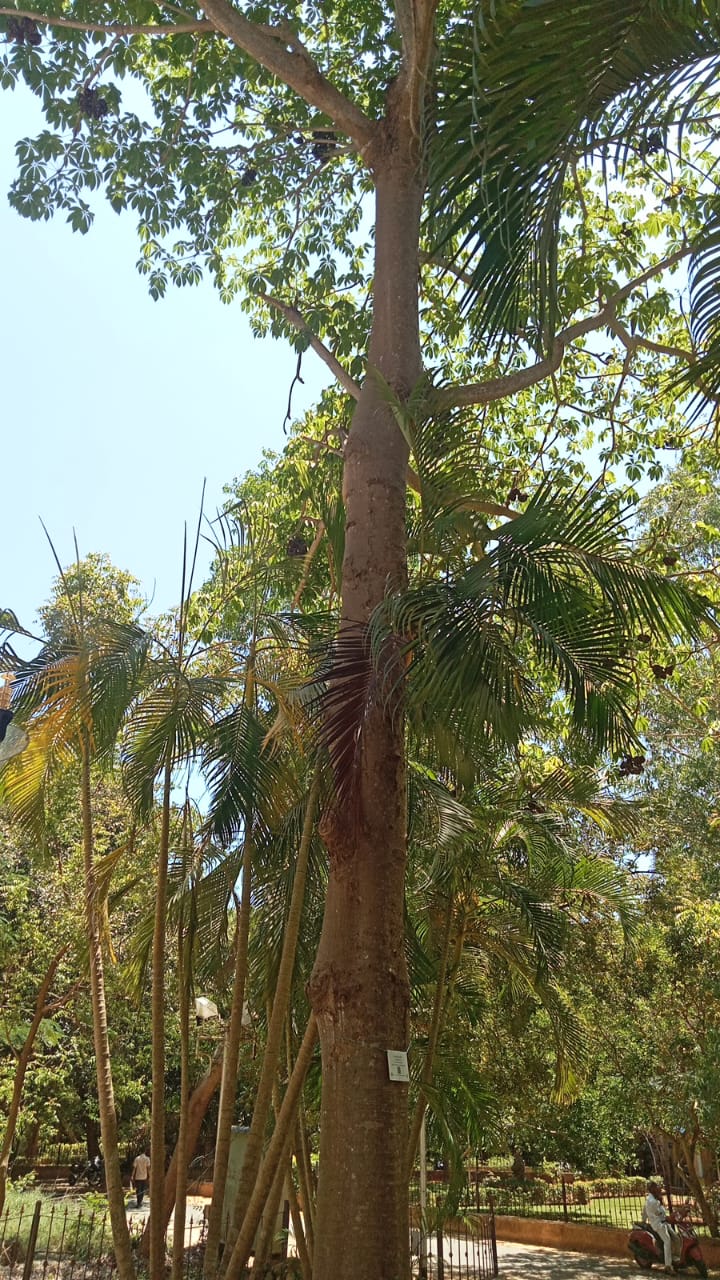 Wild Indian Almond