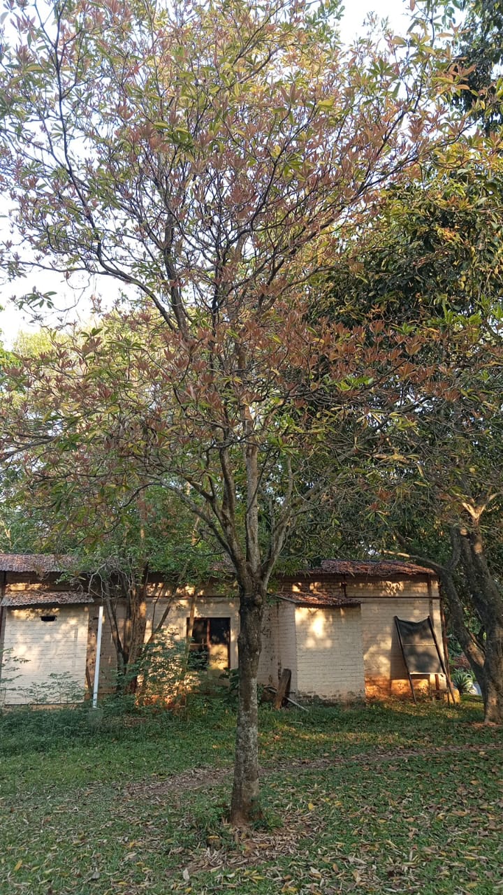 Yellow Silk Cotton Tree