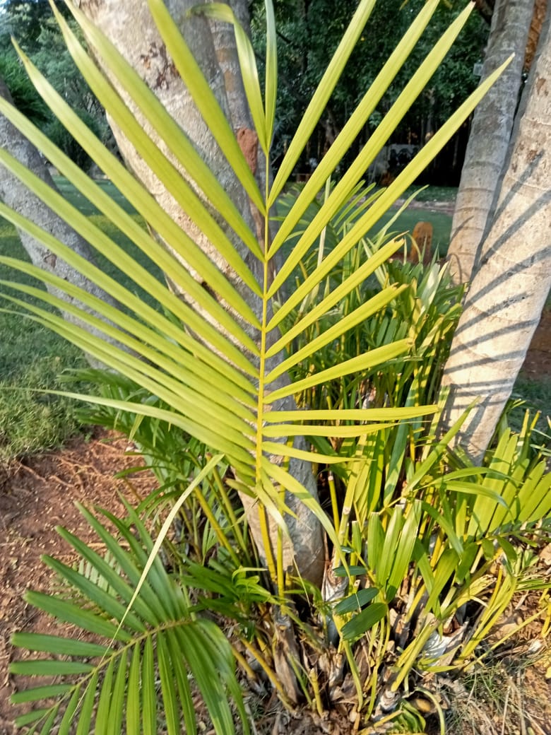 Areca Palm
