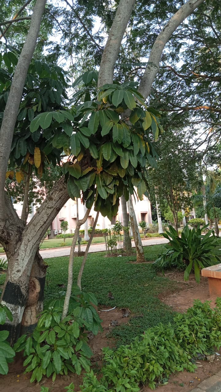 Autograph Tree