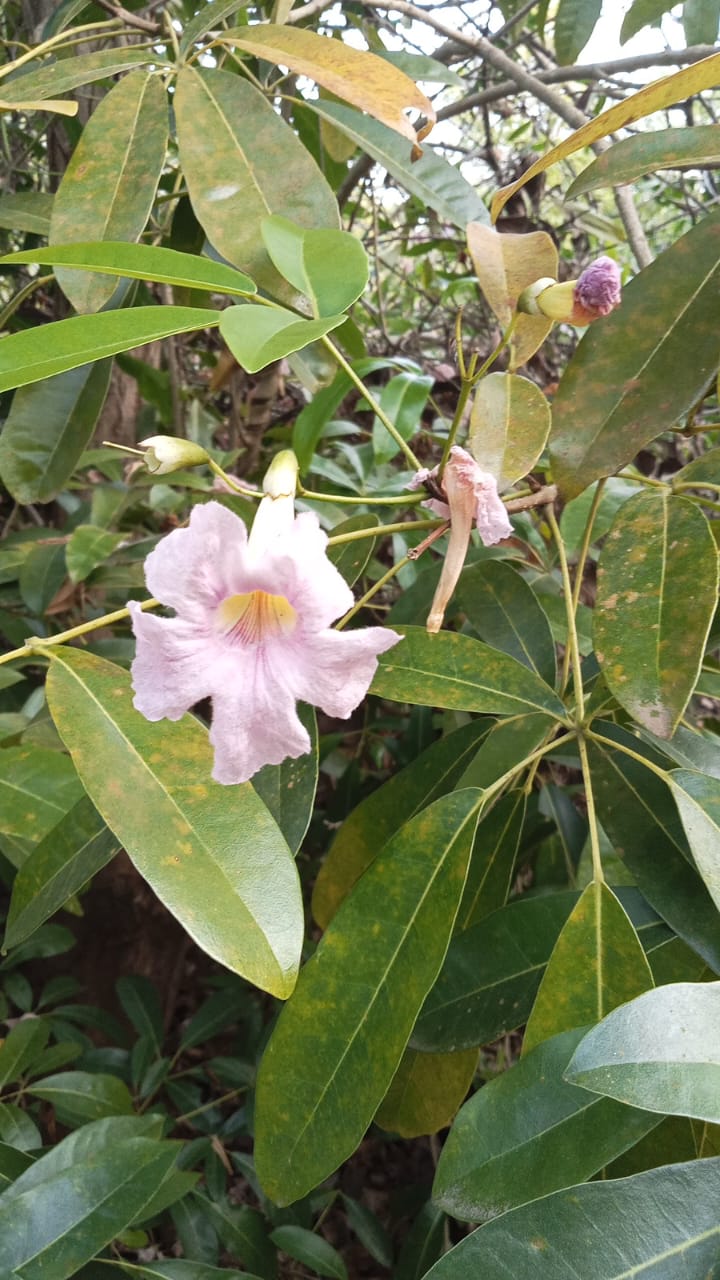 Azalea Plant