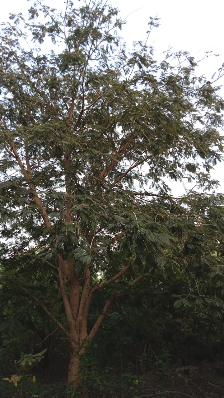 Badminton Ball Tree