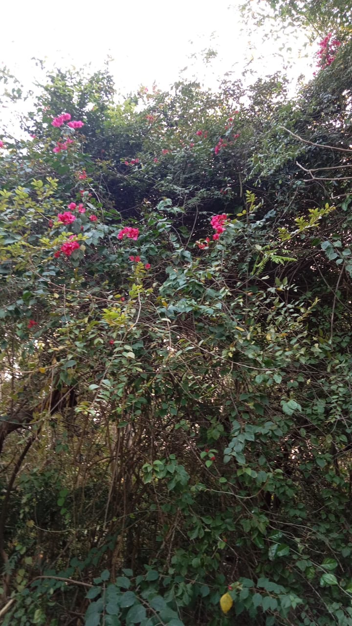 Bougainvillea