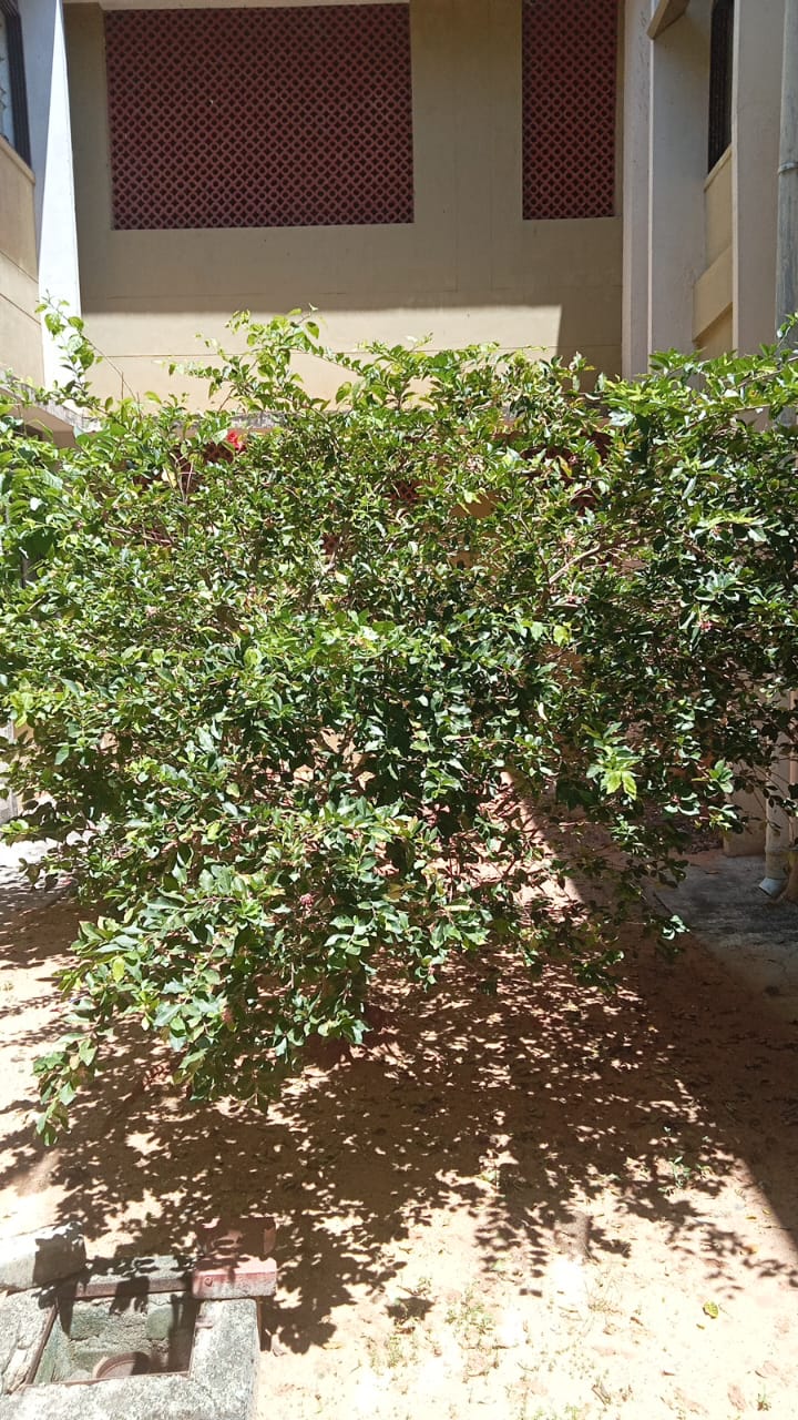 Cherry Plant