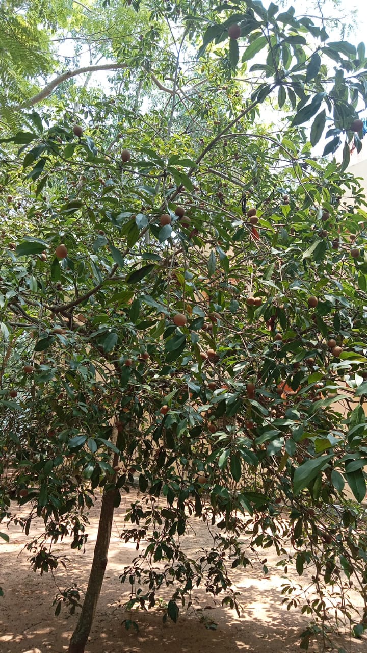 Chiku/Sapodilla