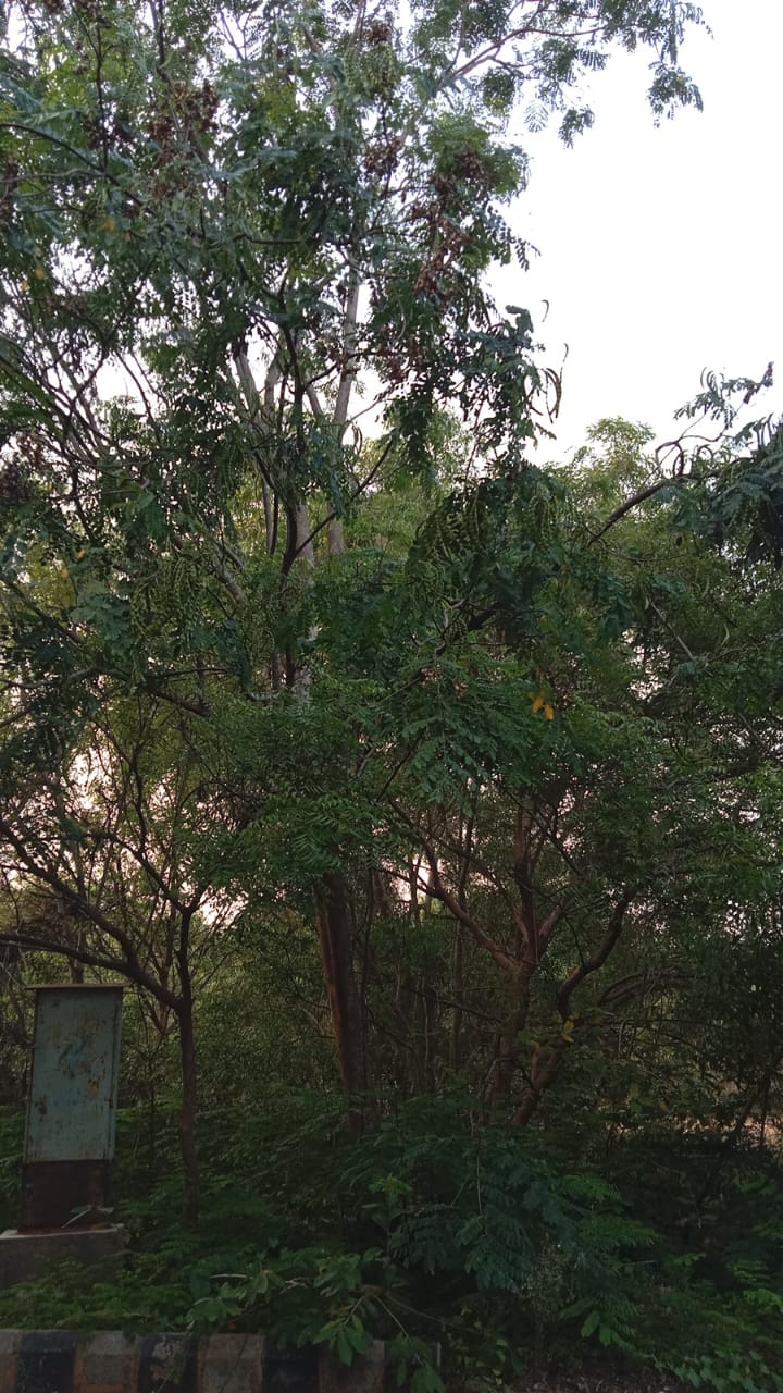 Coralwood Tree