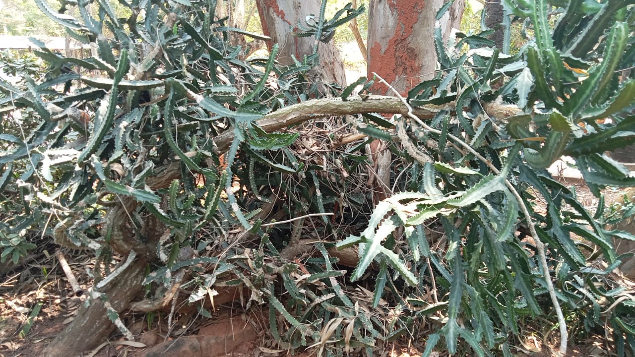 Dragon Bones/Candelabra Plant