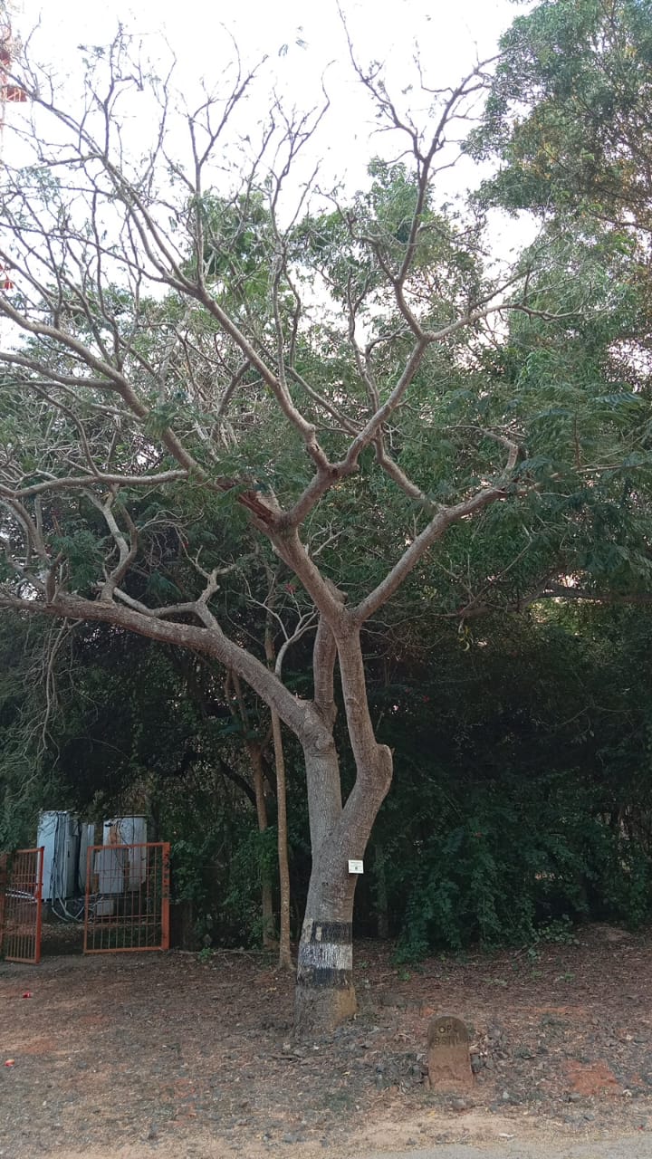 Earpod tree