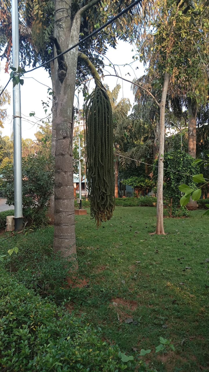 Foxtail Palm