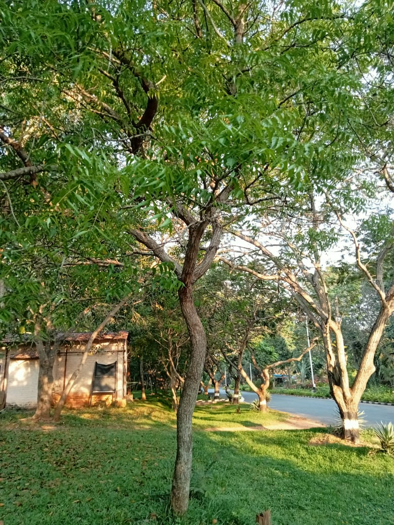 Jamun Tree