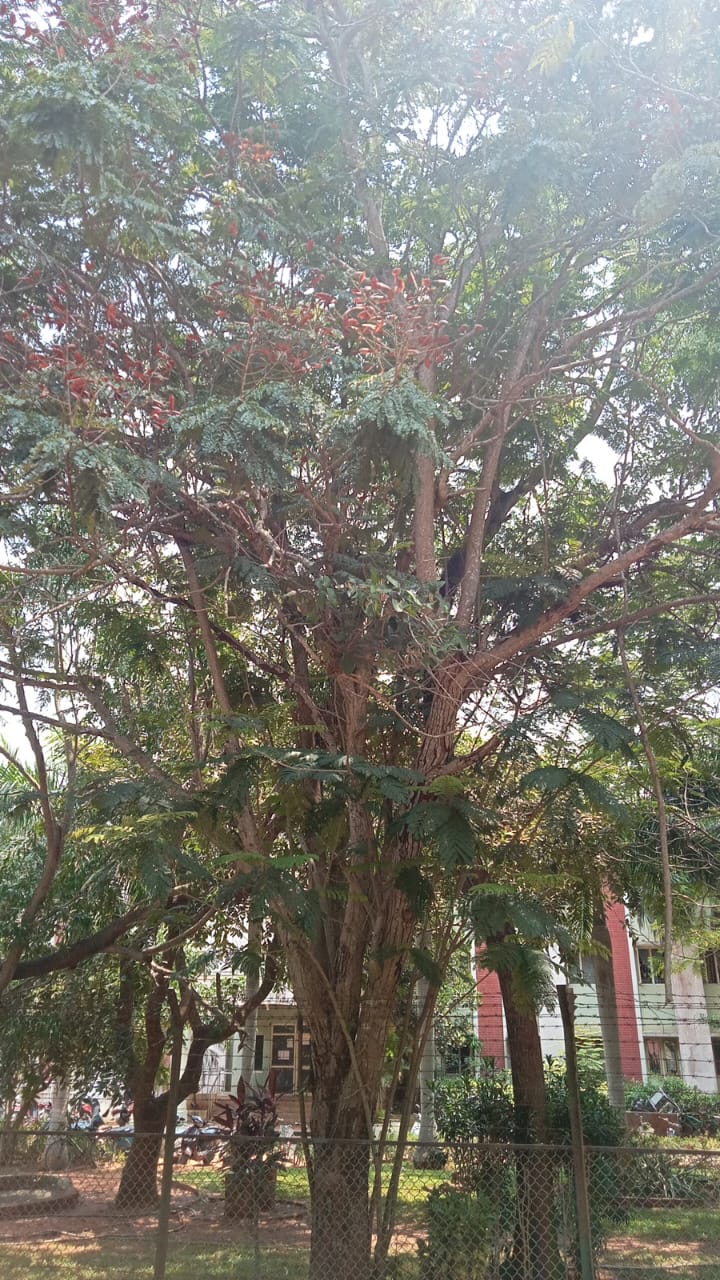 Lipstick Tree