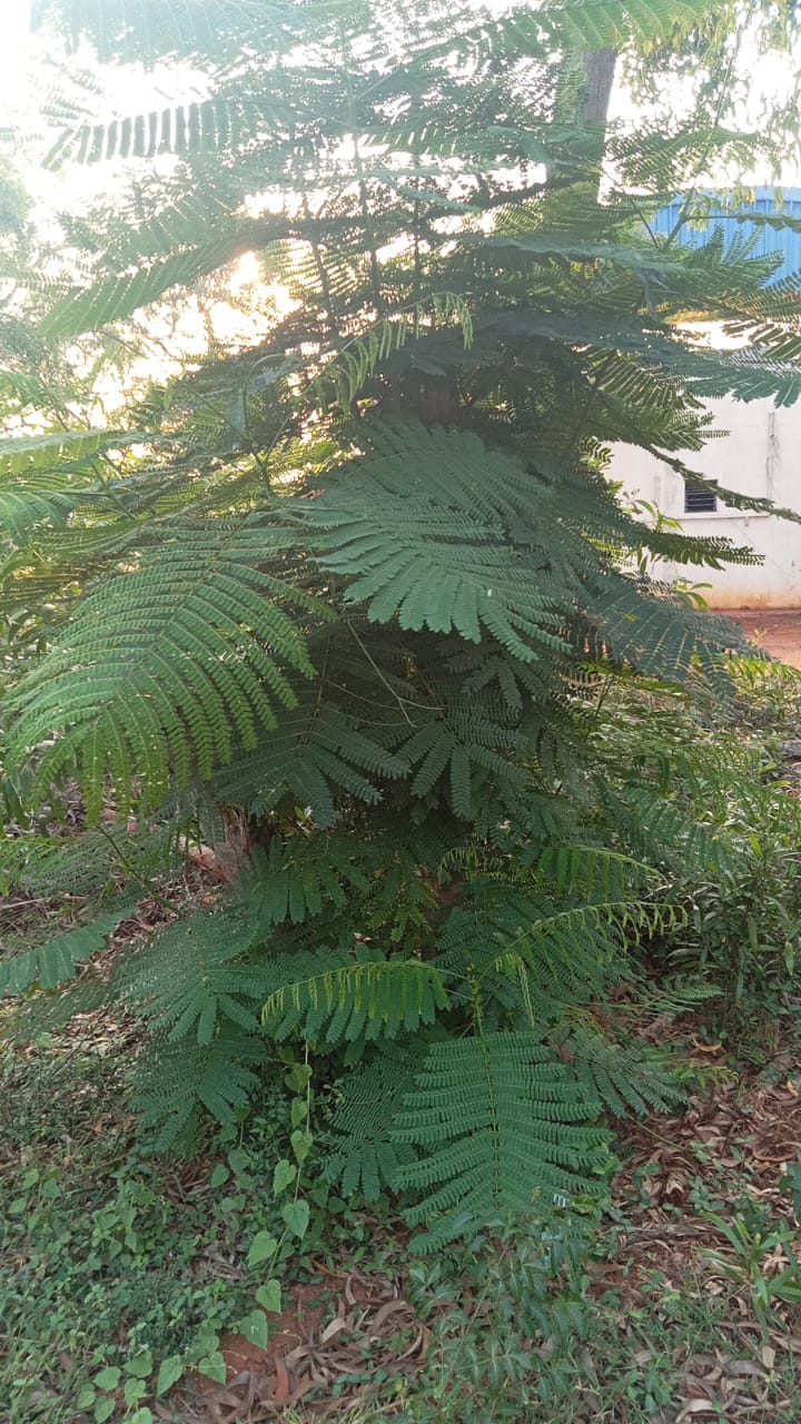 Mimosa Tree