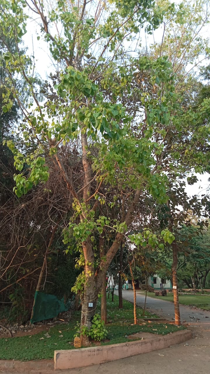 Peepal Tree