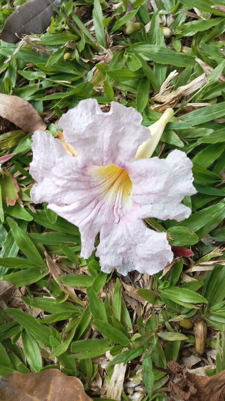 Pink Trumpet Tree