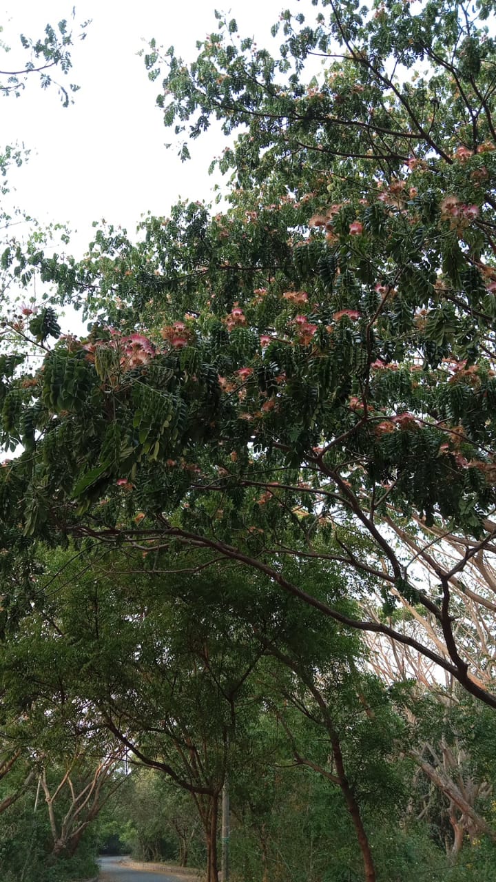 Rain Tree