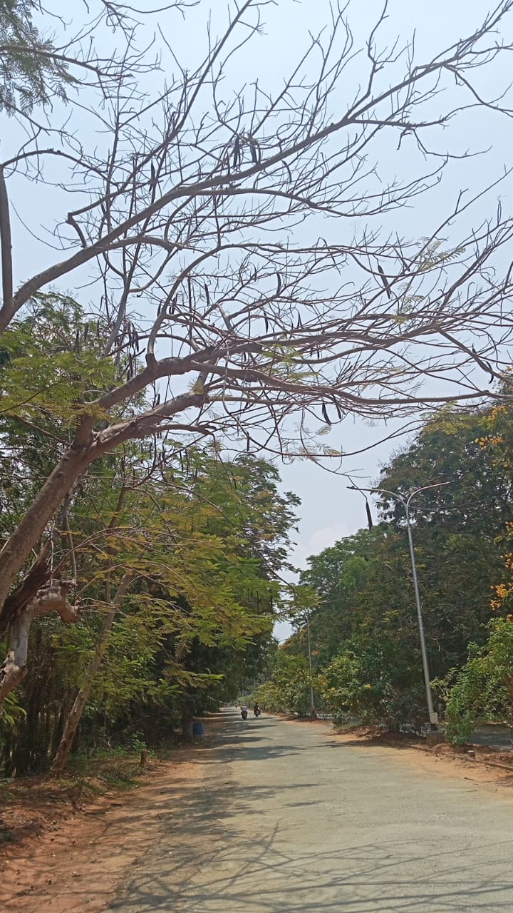 River Tamarind