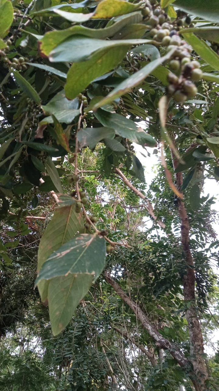 Tamarind Tree