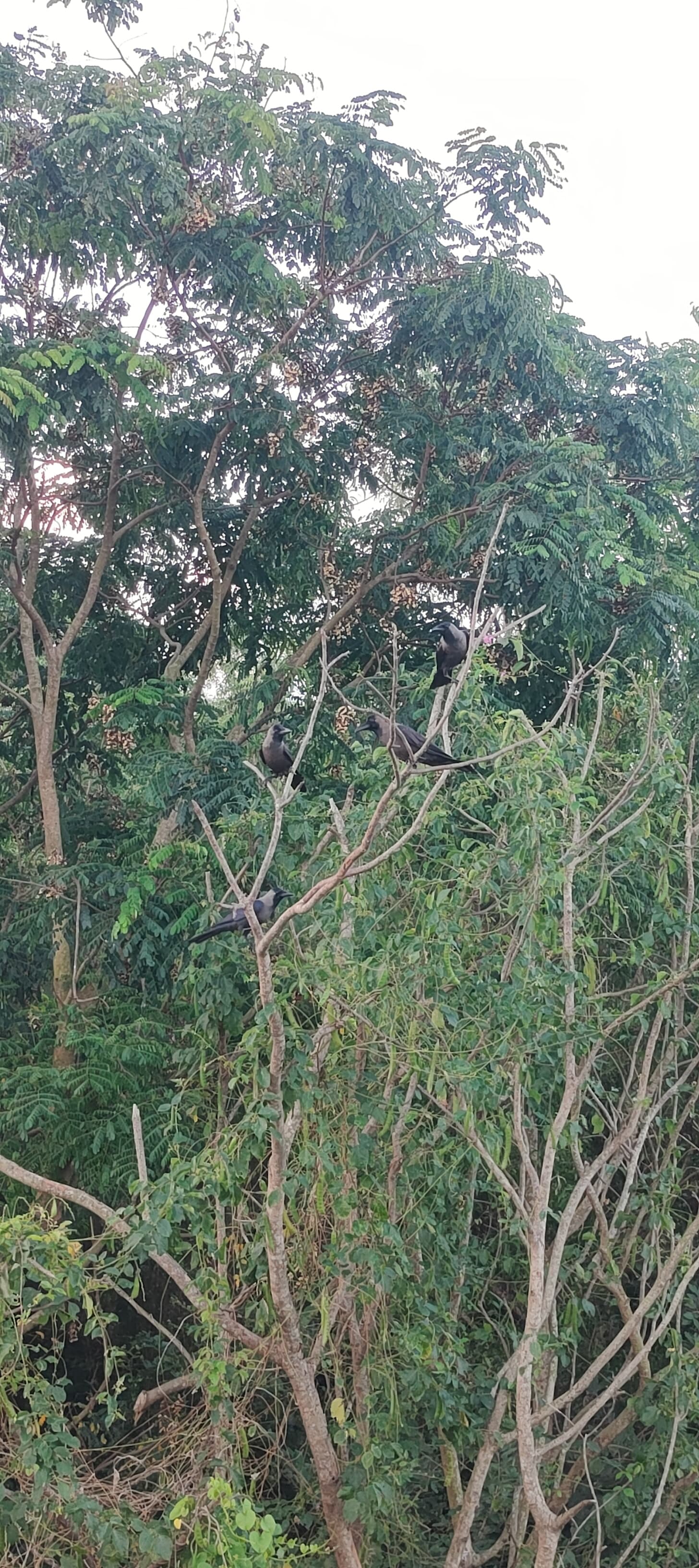 Other Fauna 1