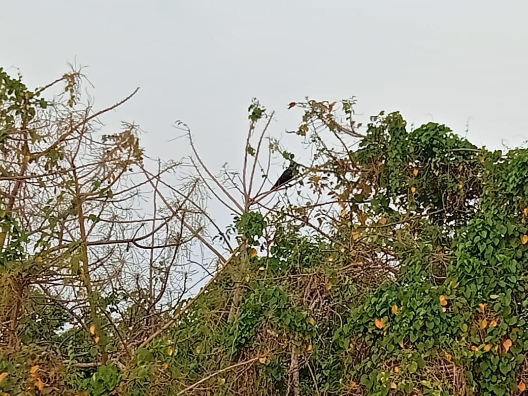 Campus Crow 1